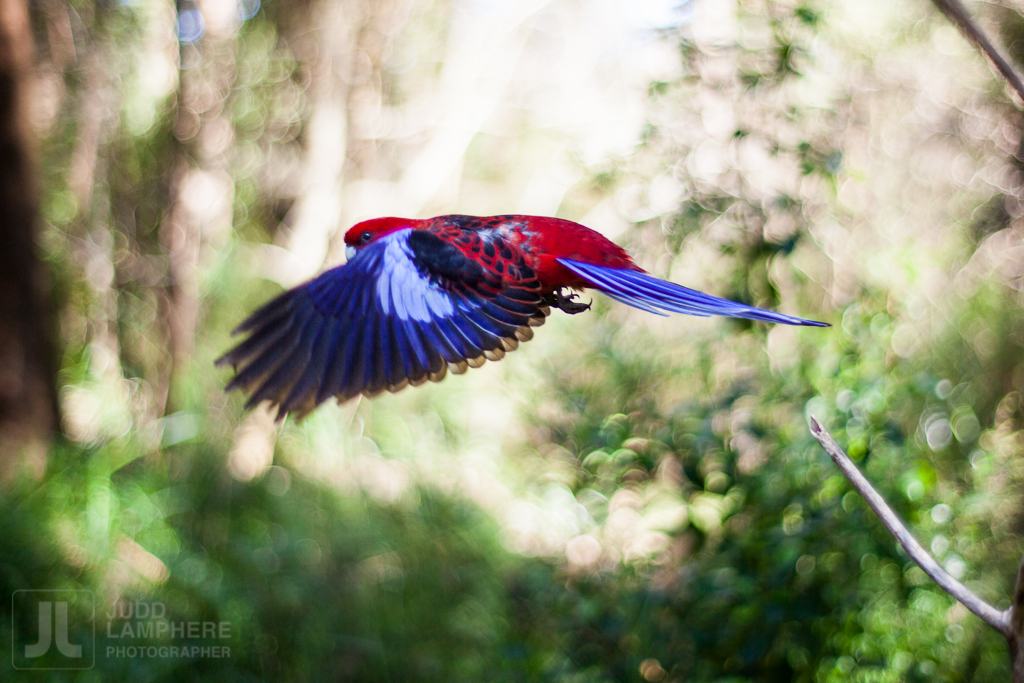 A Crimson Rosella Parrot flying through the Dandenong National Park in Melbourne, Australia. By Burlington Vermont Photographer Judd Lamphere.