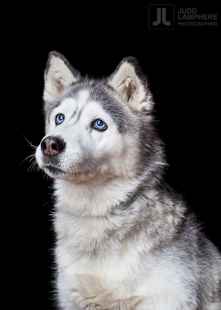 A portrait of Spy, a 15 year old husky, by Burlington Vermont Photographer Judd Lamphere