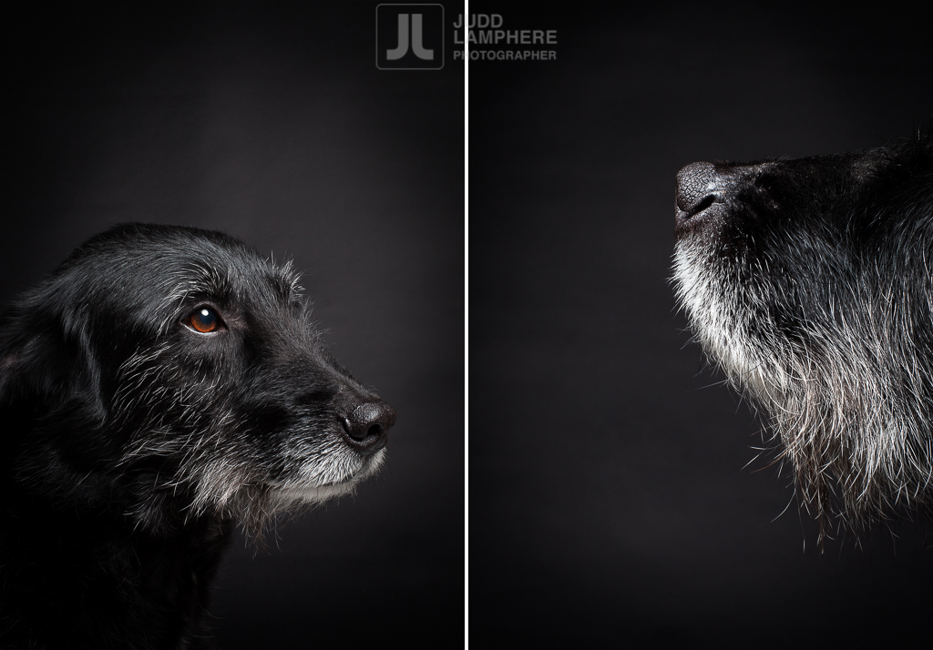 Portrait of a 11 year-old mutt by Vermont photographer Judd Lamphere