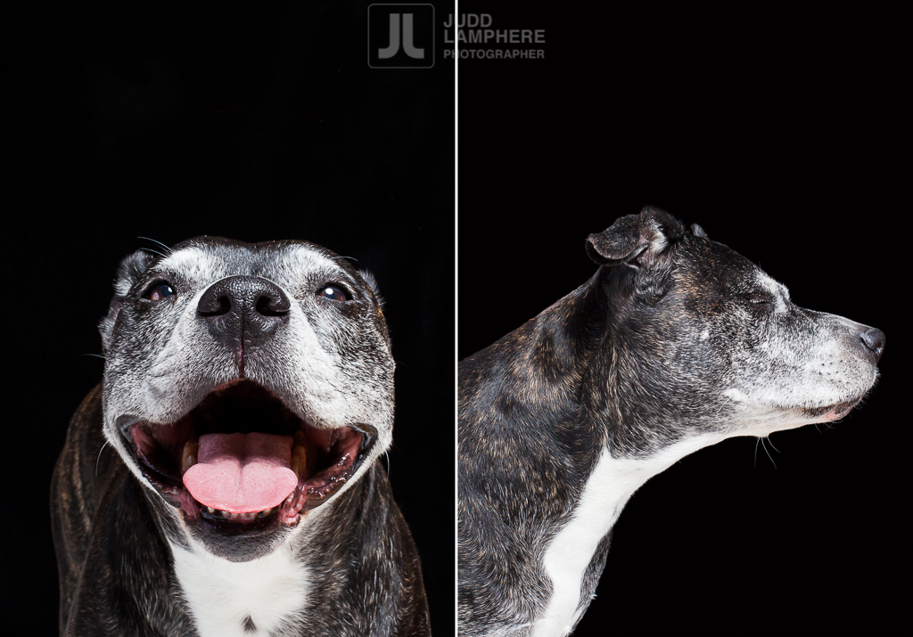 Portrait of a 11 year-old Staffordshire terrier by Vermont photographer Judd Lamphere
