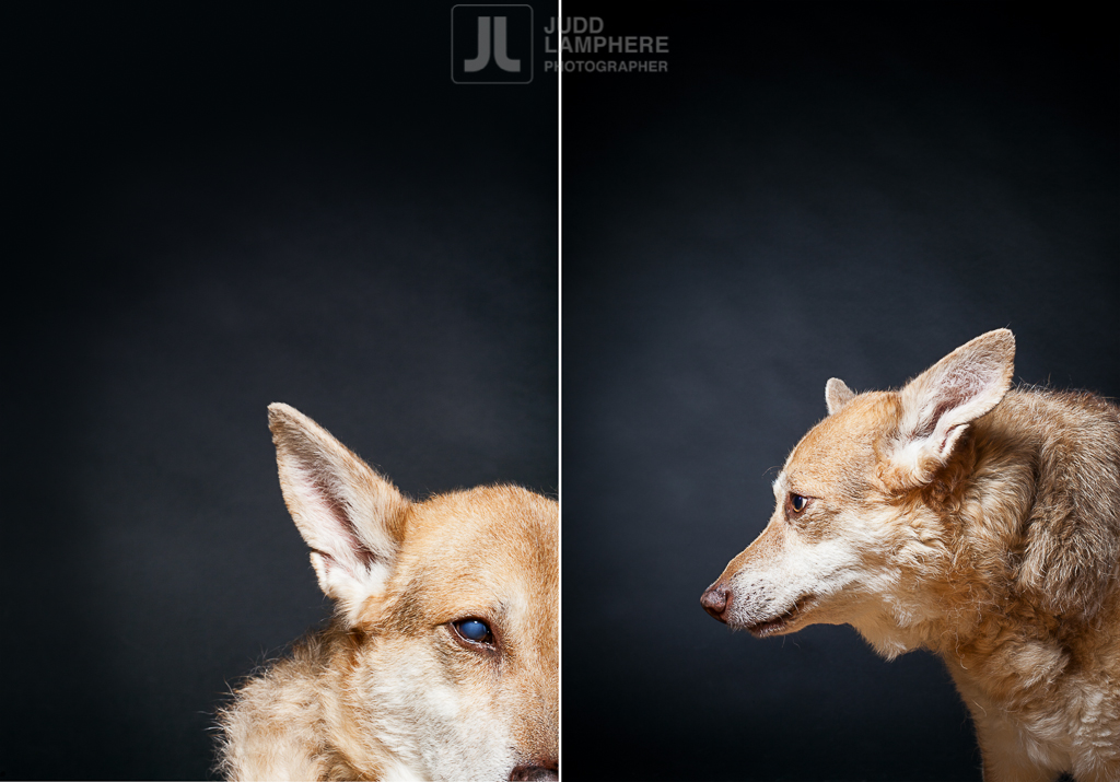 A portrait of Cokie, a 16 year-old shepard