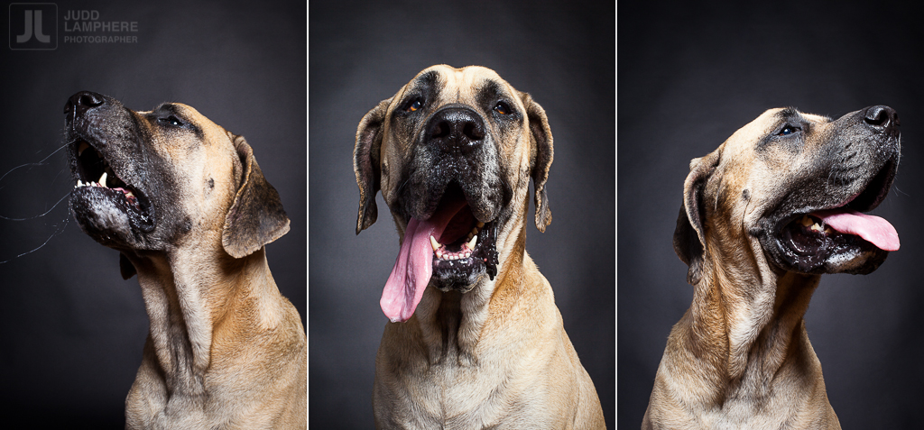 A portrait of Oliver, a 5 year-old Mastiff/Great Dane mix