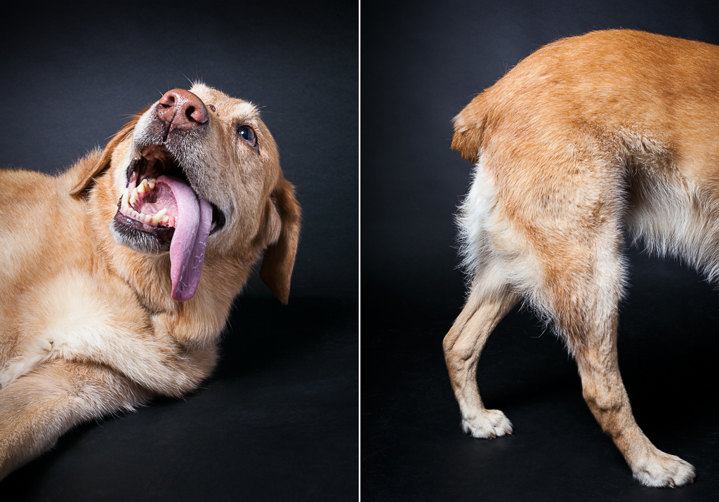 Portrait of an old dog by Vermont photographer Judd Lamphere
