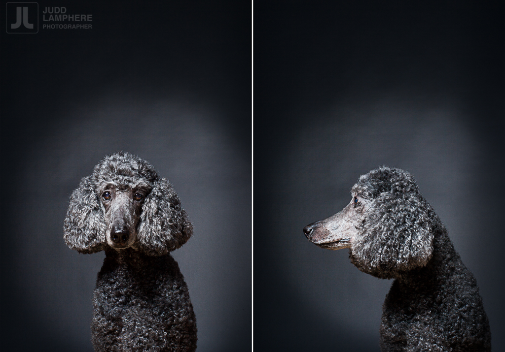 Gina, a 13 year old poodle, sits for her portrait in this photography series of Old dogs, by Judd Lamphere