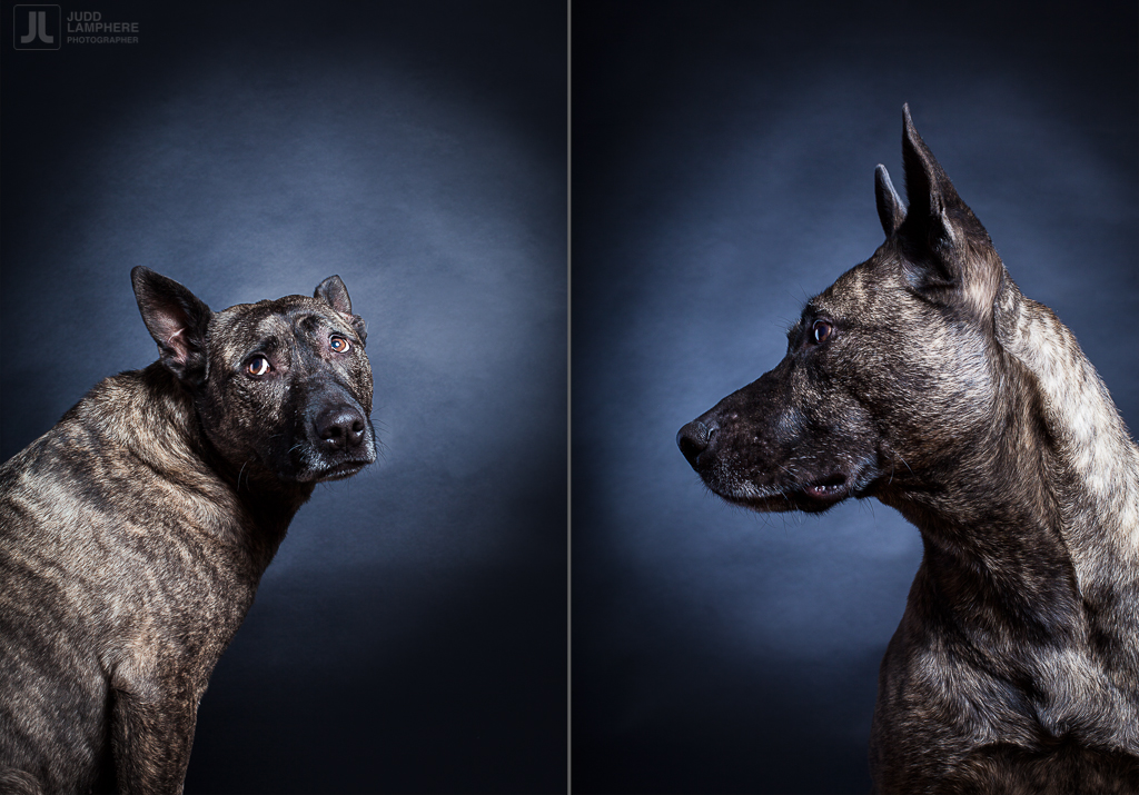 Hera, a 9 year old mutt, sits for her portrait in this photography series of Old dogs, by Judd Lamphere