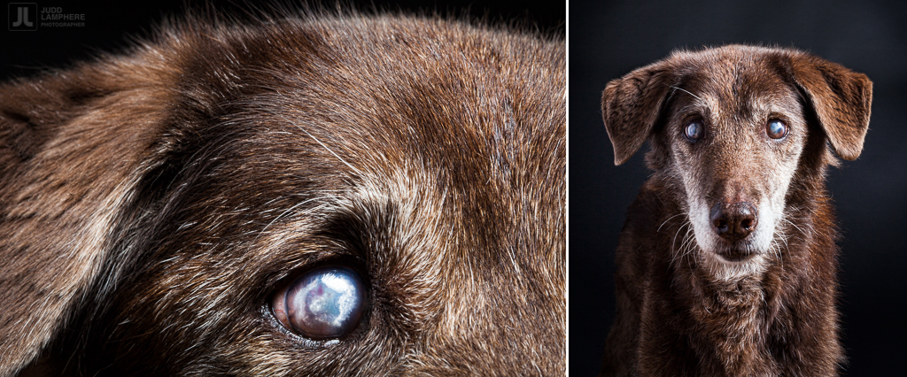 Kayla, a 17 year old husky/retriever, sits for her portrait in this photography series of Old dogs, by Judd Lamphere